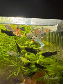 Guppy,black molly pesci tropicali