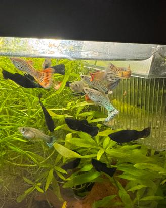 Guppy,black molly pesci tropicali