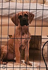 Cucciola di Alano Tigrato