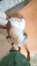 Gatto bianco