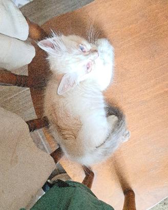 Gatto bianco