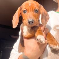 Cucciolo di bassotto