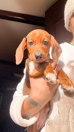 Cucciolo di bassotto