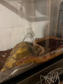 Serpente Elaphe guttata