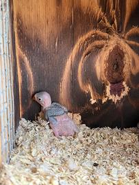 Parrocchetti dal collare