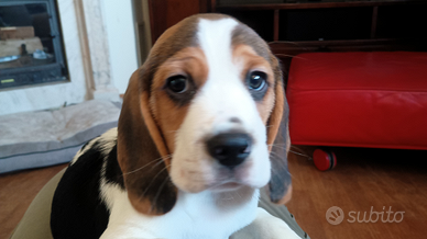 Cucciolo beagle