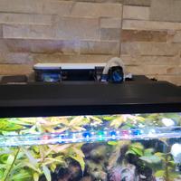plaffoniera acquario
