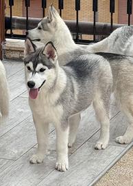 Siberian husky cucciolo