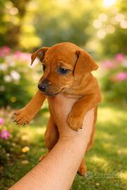 Pinscher miniature