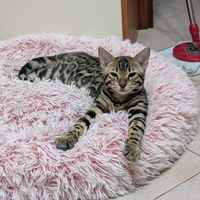 Gatti bengala 5 mesi