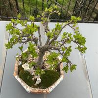 Bonsai con vaso fatto a mano raro