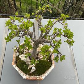 Bonsai con vaso fatto a mano raro