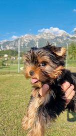 Cuccioli Yorkshire Terrier