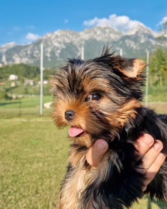 Cuccioli Yorkshire Terrier