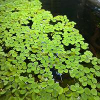 Salvinia minima - pianta galleggiante per acquario