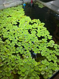 Salvinia minima - pianta galleggiante per acquario