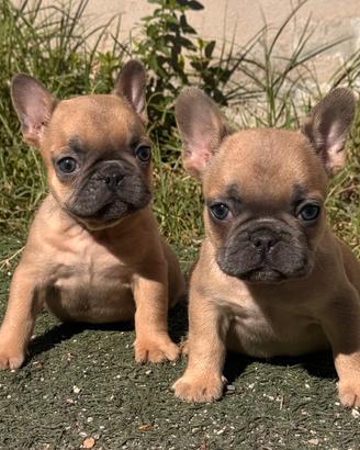 Bulldog francese
