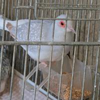 Tortore dimantine mutazione opale