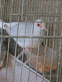 Tortore dimantine mutazione opale