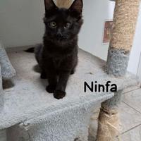 Ninfa gattina 4 mesi