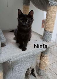 Ninfa gattina 4 mesi