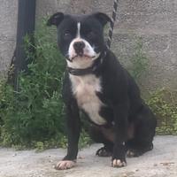 Staffordshire bull terrier da show