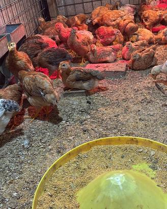 Galline