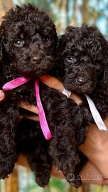 Cuccioli barbone medio