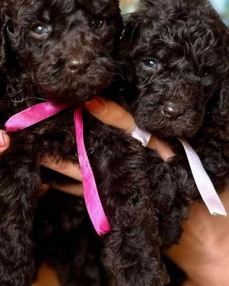Cuccioli barbone medio