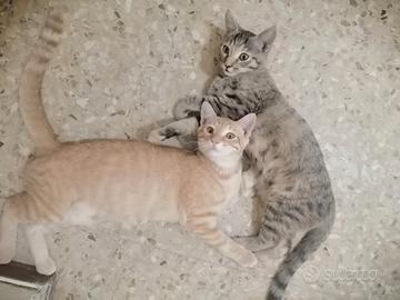 Due gattini, fratello e sorella, di 5 mesi