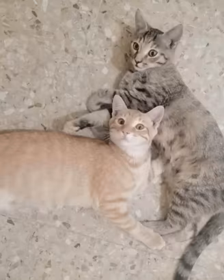 Due gattini, fratello e sorella, di 5 mesi