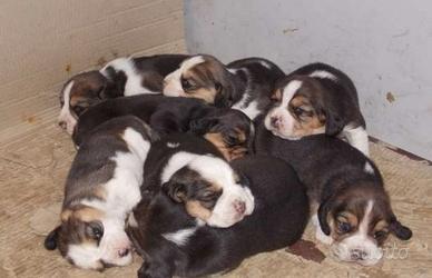 Cuccioli Beagle