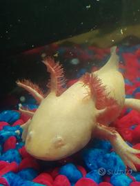 Axolotl adulti