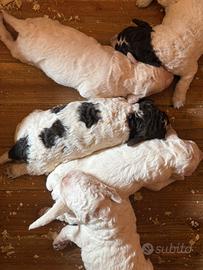Lagotto