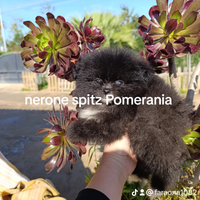 Spitz Pomerania cucciolo