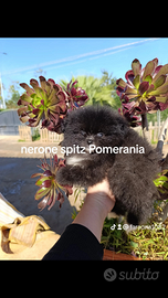 Spitz Pomerania cucciolo