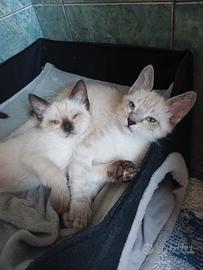 Fratellini stupendi