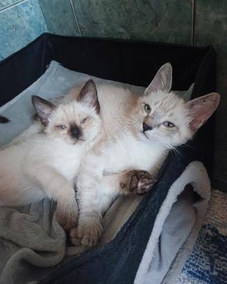 Fratellini stupendi