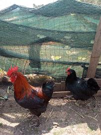 Gallo marans e due pulcini australop originali