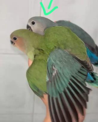 Inseparabili allevati a mano