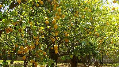 Giardino Massa Lubrense -Sorrento - Napoli