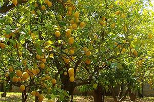 Giardino Massa Lubrense -Sorrento - Napoli