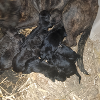 Cuccioli di cane corso