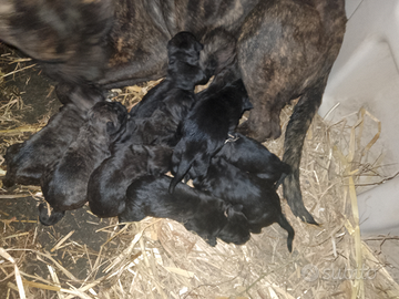 Cuccioli di cane corso