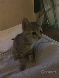 Gattina