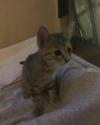 Gattina