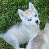 Husky
