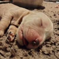 Cuccioli cocker spaniel inglese