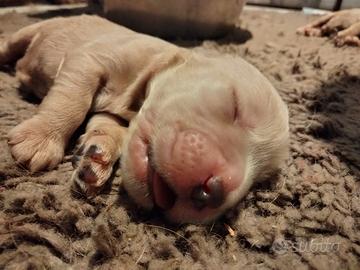 Cuccioli cocker spaniel inglese