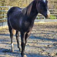 Quarter Horse